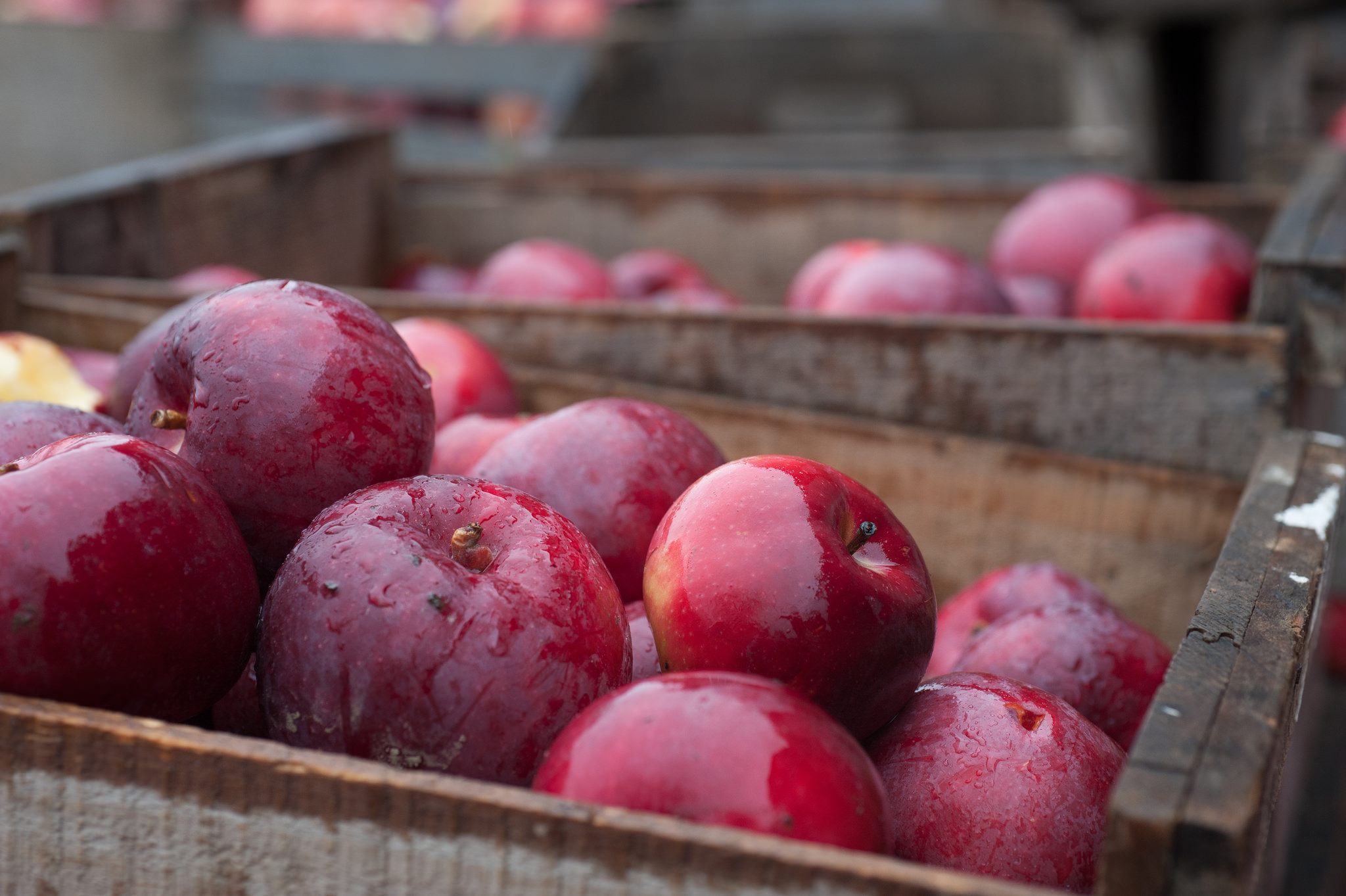 Apples at Clarkdale Fruit Farms, Deerfield
