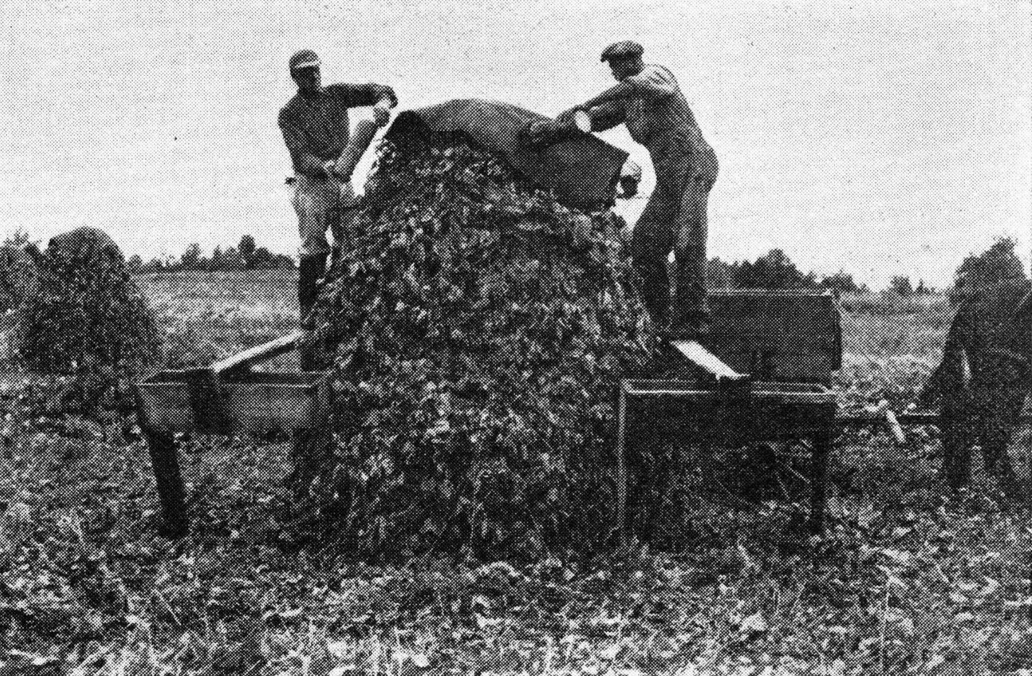 1920s farmers cover a shock of kudzu with a waterproof cap to protect it from rain. 