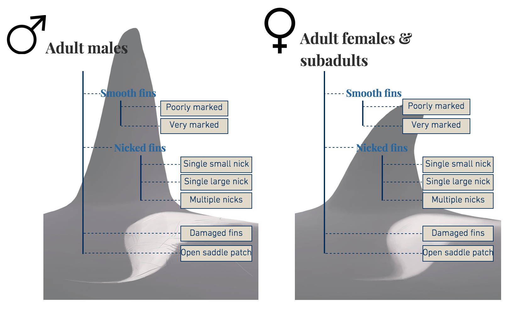 The Norwegian Orca Survey's flowchart-inspired structure is designed to help citizen scientists use the catalog.