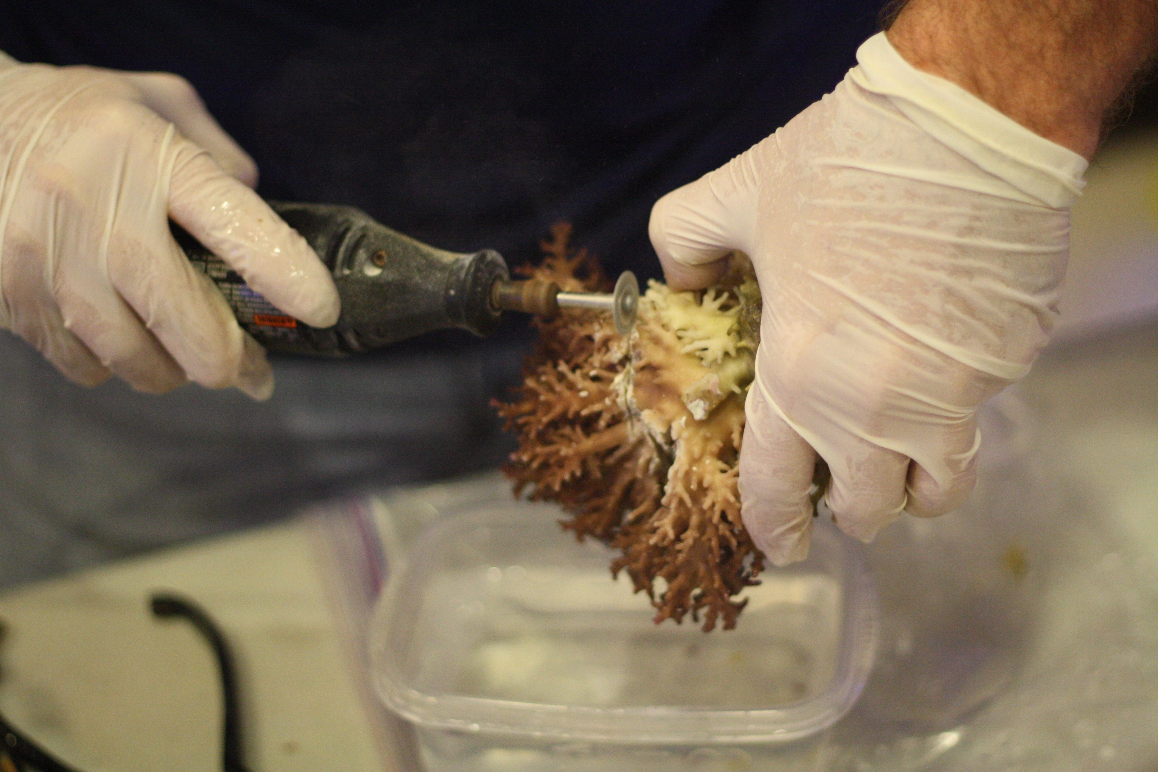 Frags are prepared to order by using a bone saw to cleave branches from the mother coral.