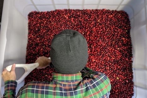 Crushing cranberries to make wine.