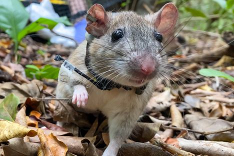Meet Florida's Most Adorable Rodent and the Superfans Determined to Save It