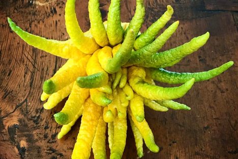 Fingered citrons symbolize luck, long life, and happiness. 