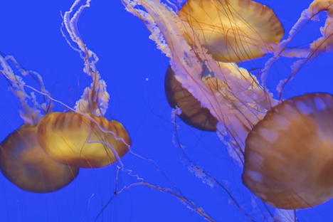 Pulsate Your Way to a Peaceful Lunch Break With This Jellyfish Cam