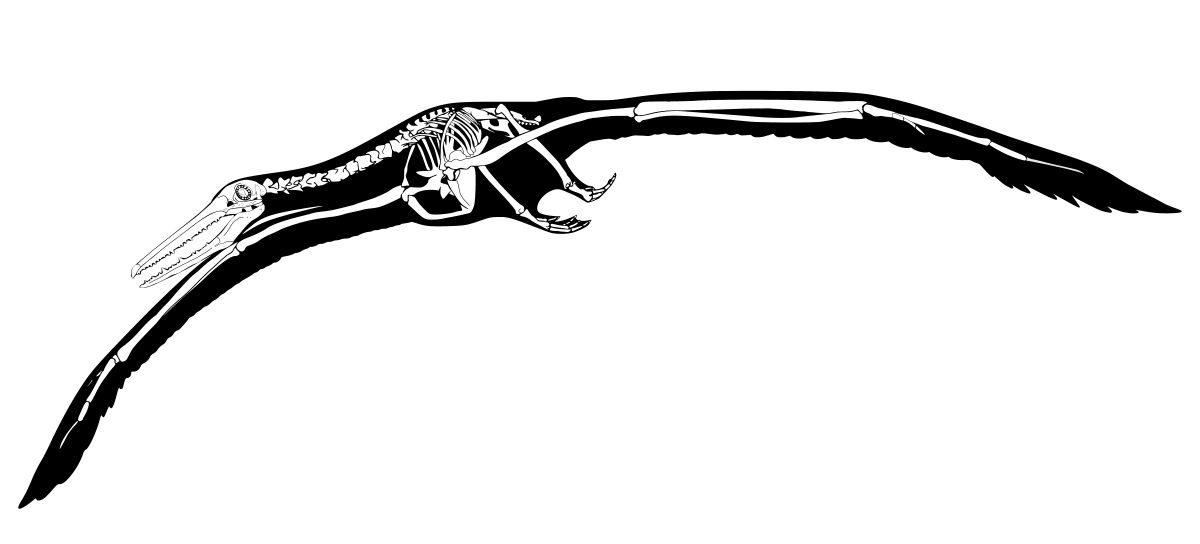 Biggest-bird-ever contender <em>Pelagornis sandersi</em> had a 24-foot wingspan but weighed about as much as a large dog.