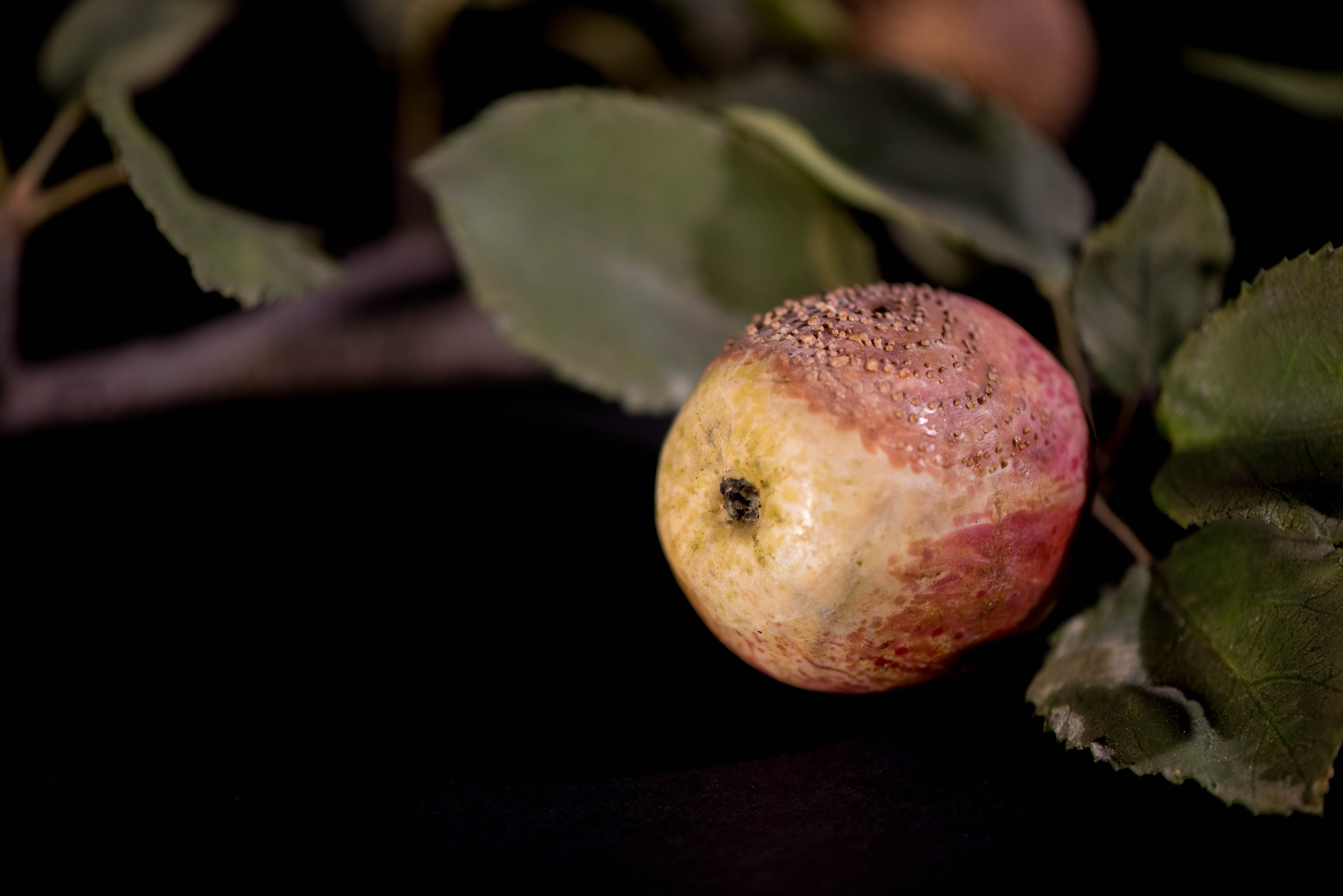 Rotten Apples That Will Last Forever Atlas Obscura