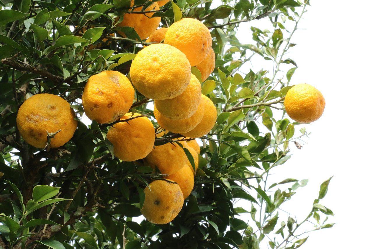 Yellow citrons.