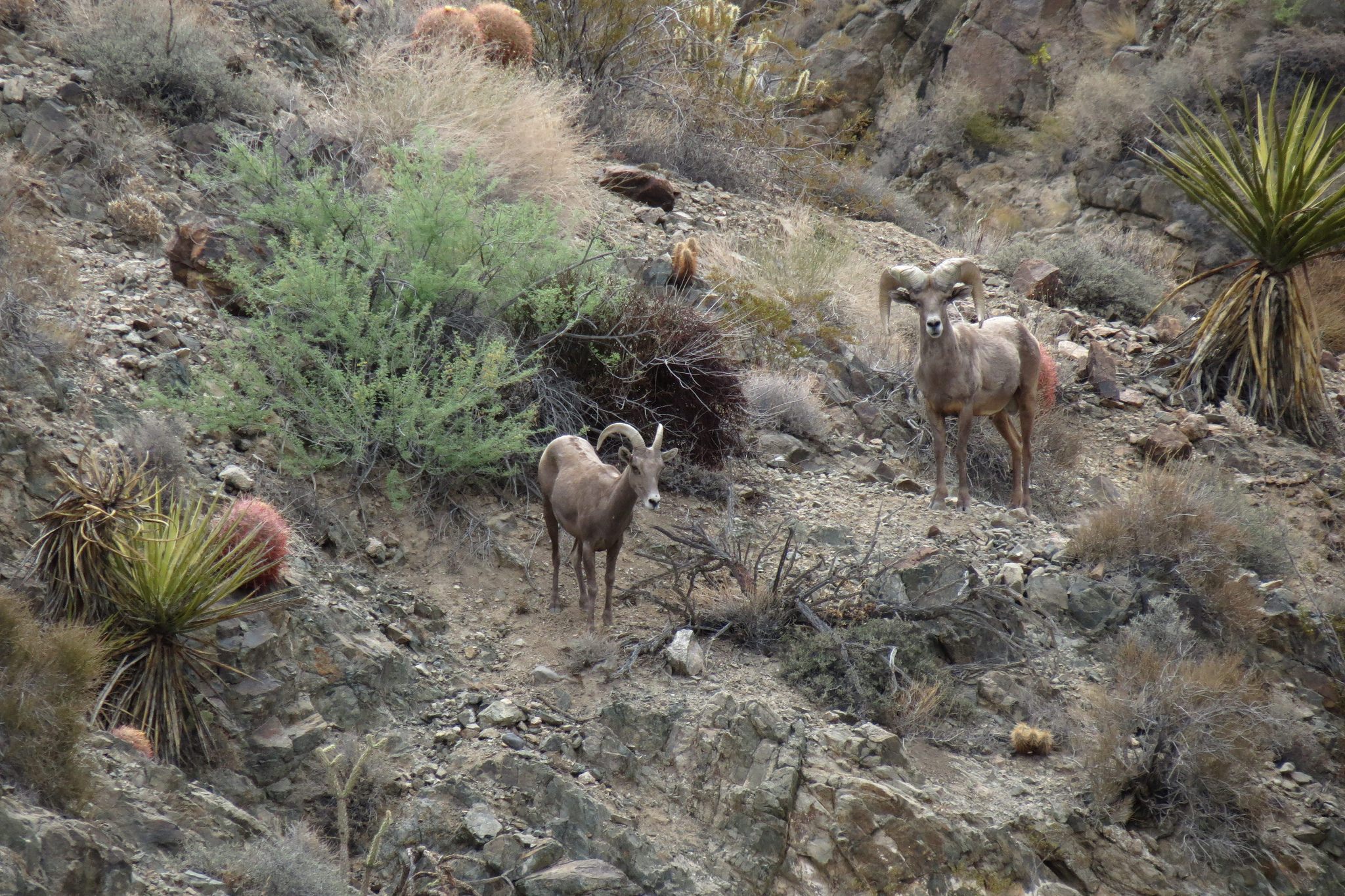 Bighorn sheep in the Mojave.