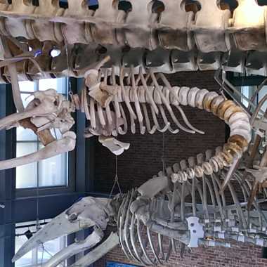 Fetal whale skeleton