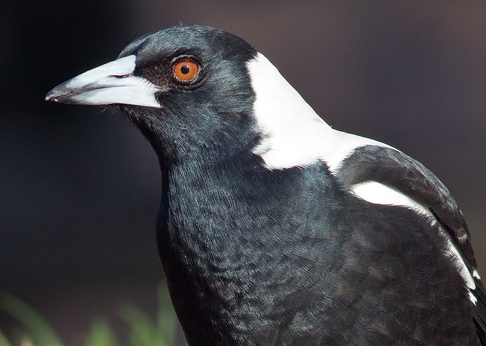 The menacing reign of the terror birds