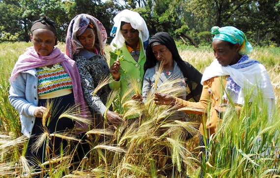 In Ethiopia, farmers have pointed scientists to varieties they didn't know existed.