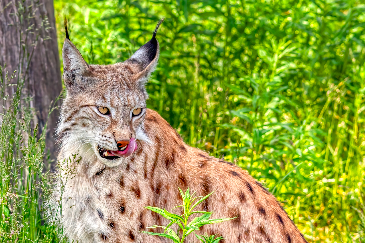 Since the 1986 Chernobyl disaster, the Eurasian lynx has been one of the predators thriving in a large uninhabited area of southeastern Belarus.