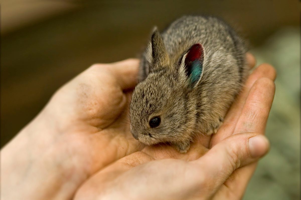 Pygmy Rabbit For Sale After Nearly Going Extinct, Washington’s Pygmy Rabbits Need Room to Grow