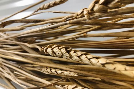 Purple straw turns golden as it matures.