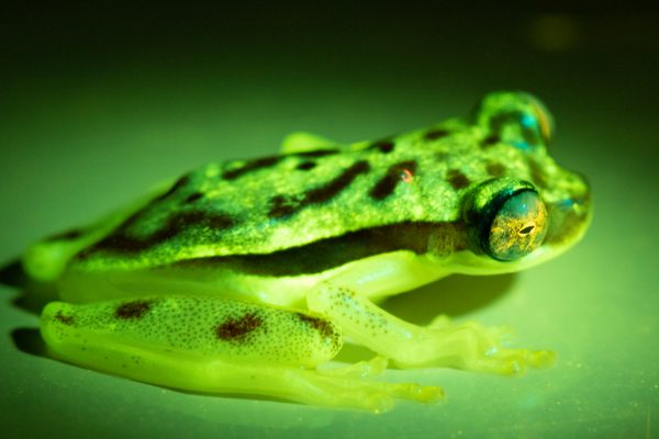 Of the 151 species they studied, all of them, including this tree frog, Dendropsophus rhodopeplus (shown under blue light), displayed some level of fluorescence. 