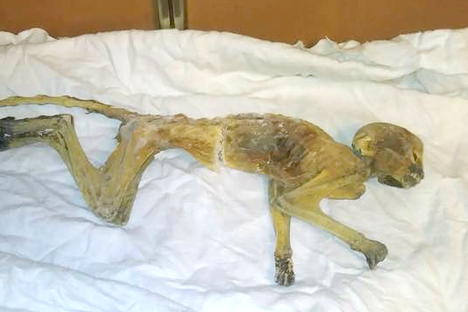 The mummified monkey in question.