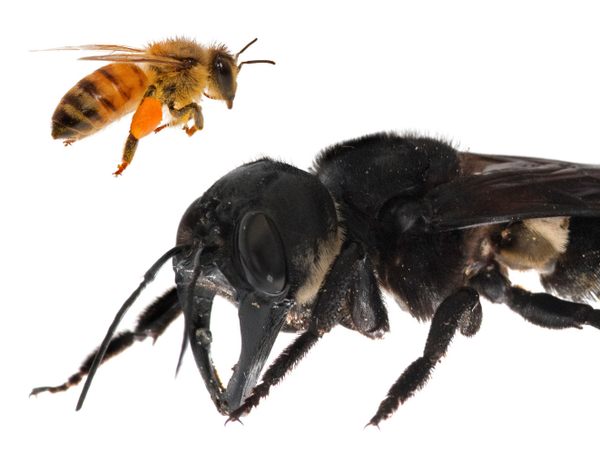 The World’s Largest Bee and the Cautionary Tale of Its Rediscovery