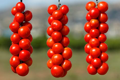 Hanging tomatoes before they're picked. 