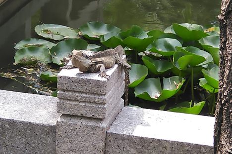 A water dragon suns itself on a ledge