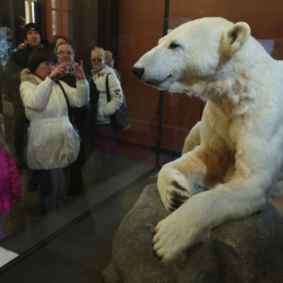 Knut the Polar Bear – Berlin, Germany - Atlas Obscura