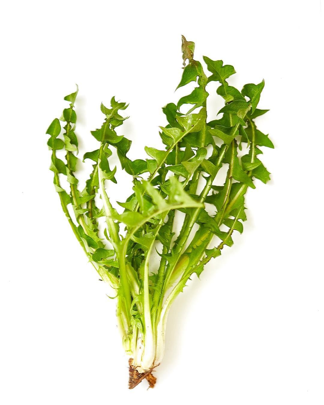 The lowly dandelion makes for tasty salad greens.