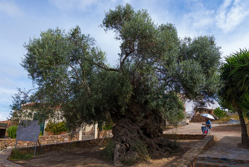 A very old olive tree.