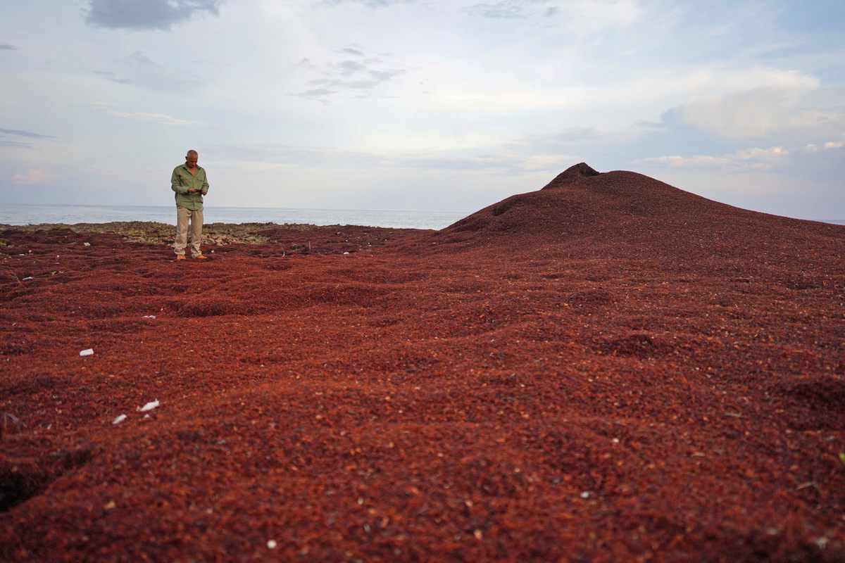 Park guard Roberto Varela walks over mounds of sargassum seaweed piled up on shore in Guanahacabibes Peninsula, Cuba. The westernmost point of Cuba, the finger of land includes the country's largest nature reserve. The surrounding waters are a crucial habitat for turtles, spiny lobsters, and red snapper.