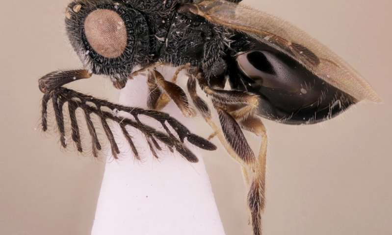 <em>Dendrocerus scutellaris</em> hails from Costa Rica.