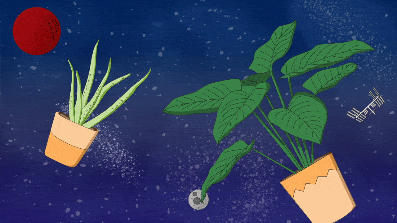 Someday, succulents might keep spacefarers company.