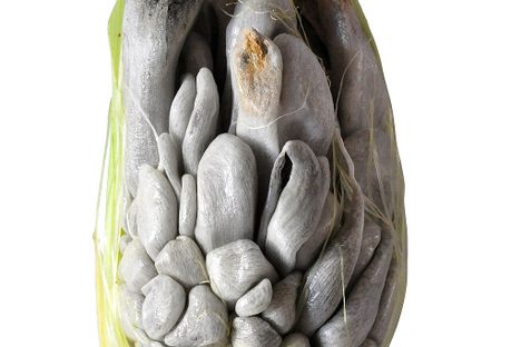 Huitlacoche on a corn cob.