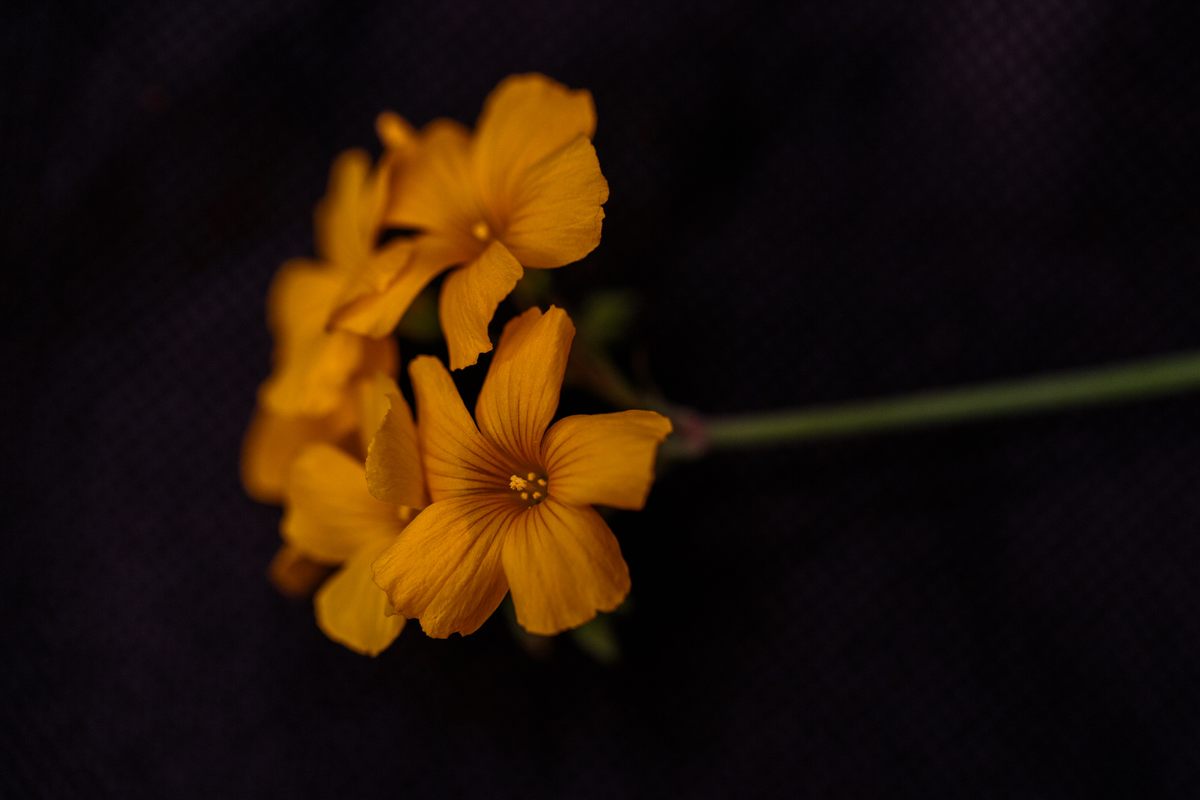 Wood Sorrel Flowers are known for their bright yellow color and tart, slightly sweet flavor.