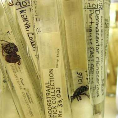 U.S. National Tick Collection