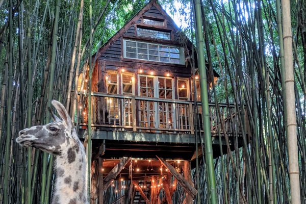 Curious visitor in the bamboo forest.