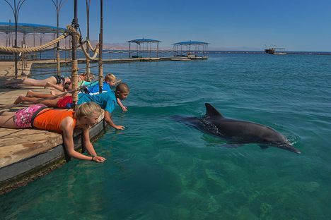 Dolphin Reef 