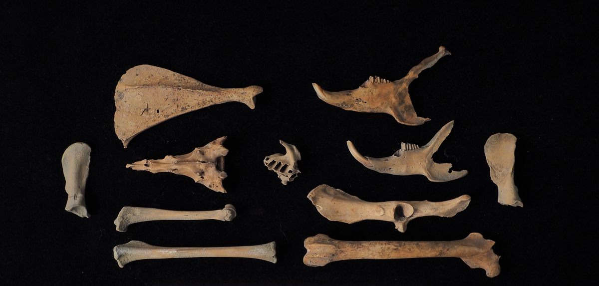 Rabbit bones from the Bayly property.