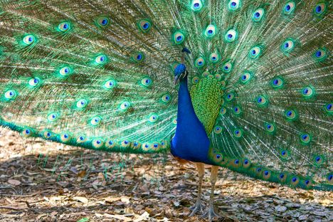 Where The Wild Things Are: 8 Animal Experiences in Florida