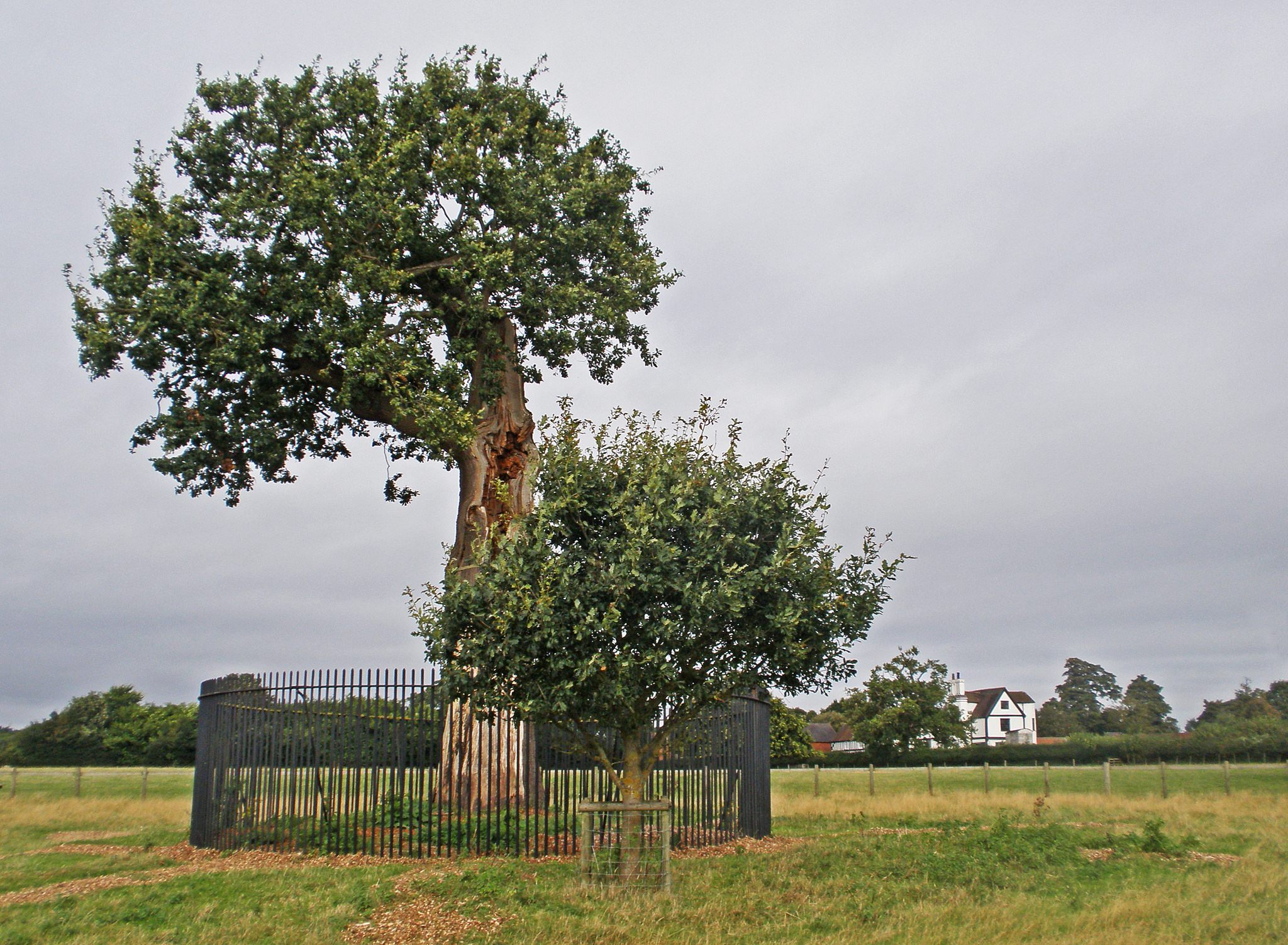 The oak at Boscobel, perhaps a descendant of the regal hiding place, is fenced off.