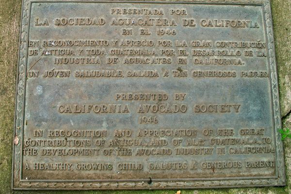 The plaque was presented by California Avocado Society in 1946. 
