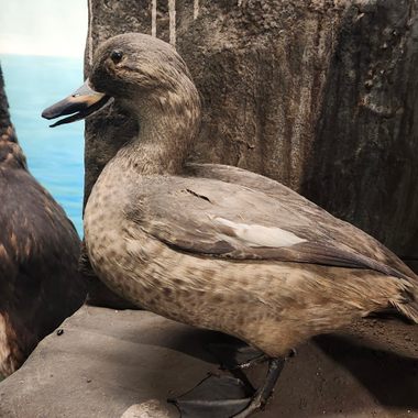Labrador duck
