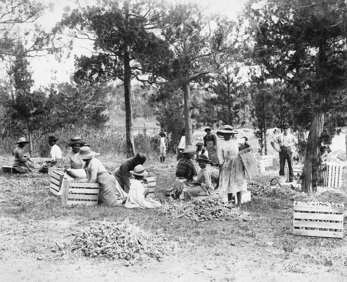 Workers in an onion field in the 1890s.