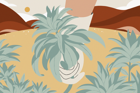 Unlike common sage, white sage grows in relatively few areas, which has led to poaching and illegal harvesting.