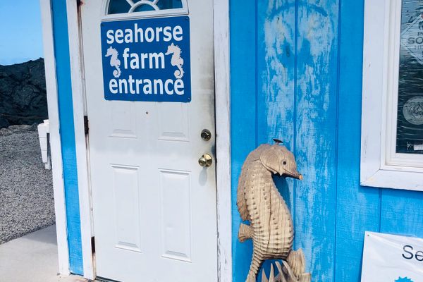 Ocean Rider Seahorse Farm.
