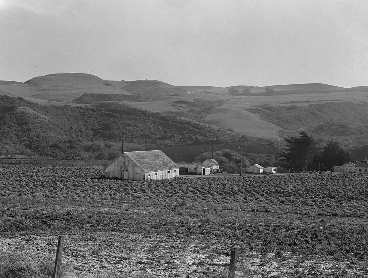 An artichoke ranch near Half Moon Bay, California, 1938.