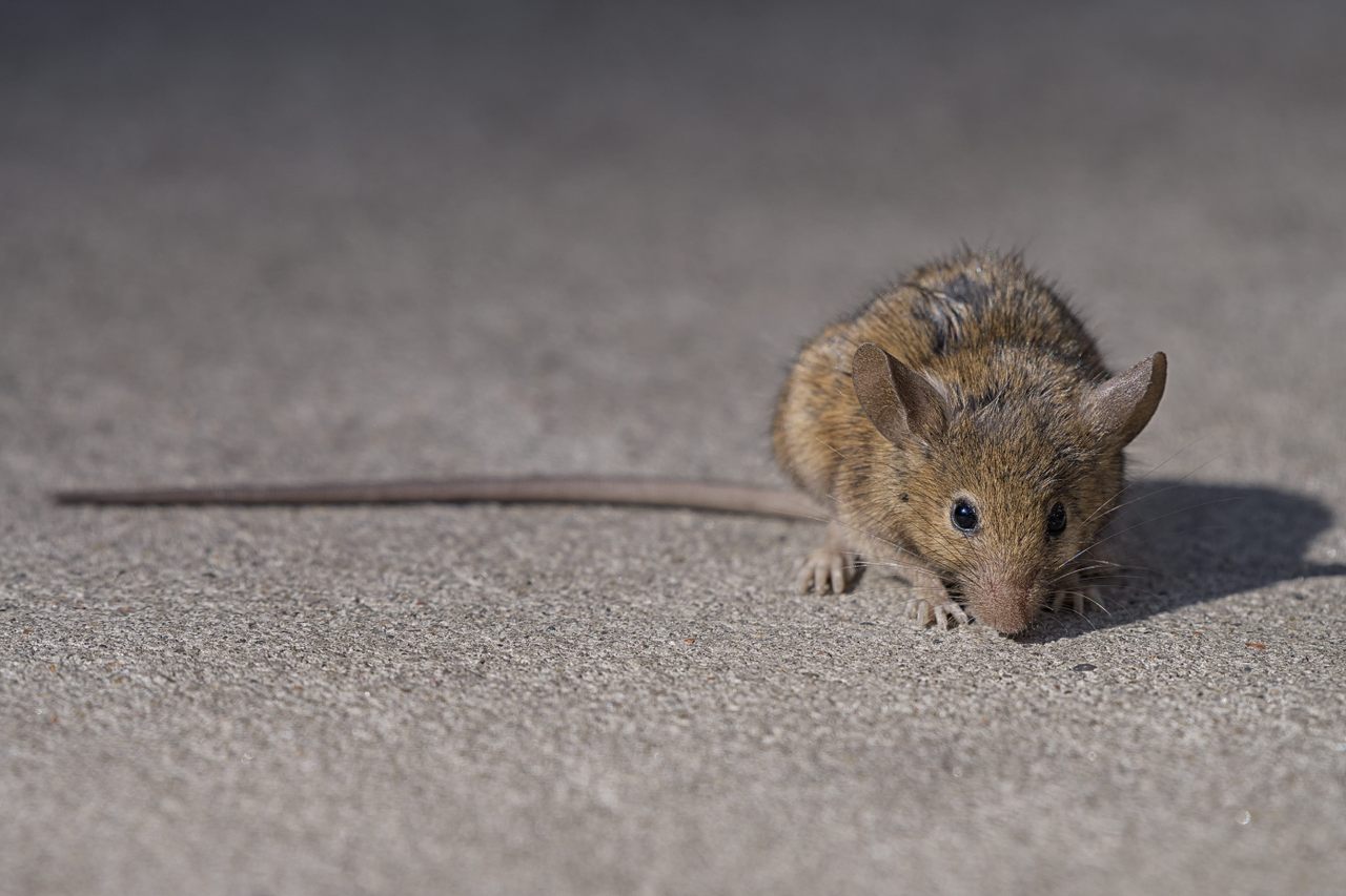 Rats didn’t take over the city by being foolhardy.