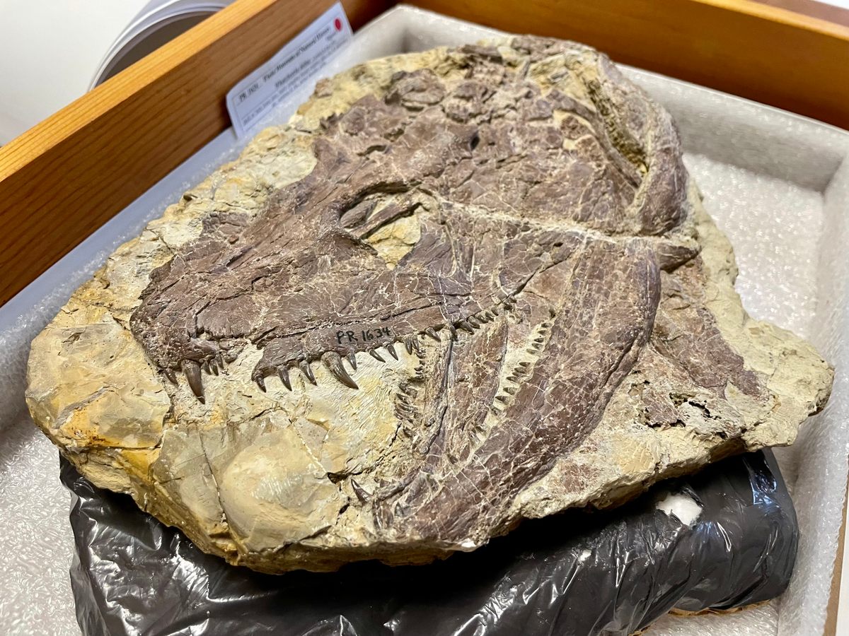 A fossilized skull of <em>Whatcheeria</em> in the Field Museum's collection.
