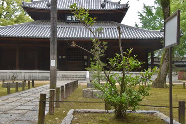 The tea tree at Shofuku-ji Temple.