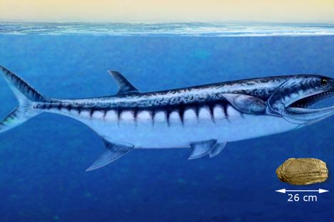 An artist's depiction of B. americana, with its fossilized skull.