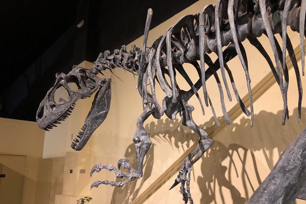 Allosaurus fragilis at Dinosaur Journey Museum