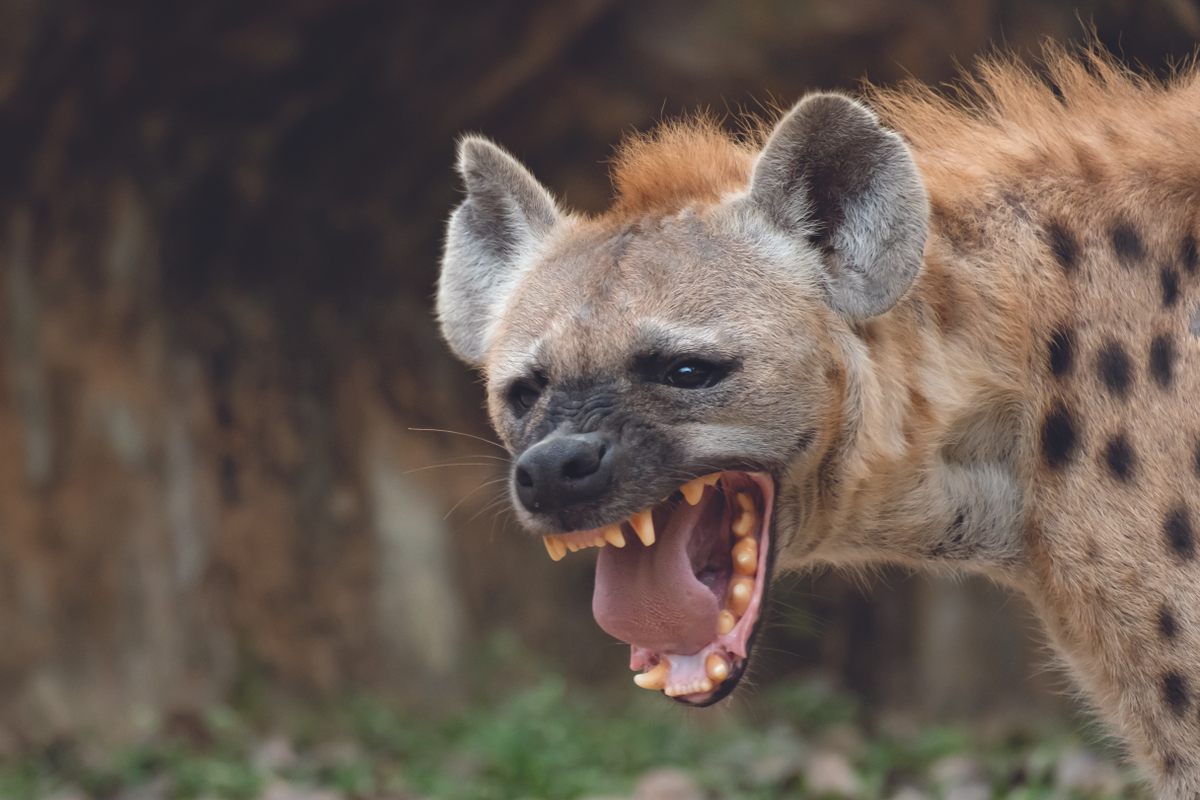 Hyenas have a lot going for them, but how cubs are born isn't one of them. 