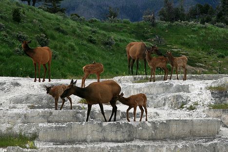 Elk in Montana 